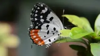Closer to the nature | Short Film | Macro