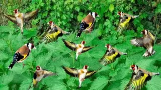 Relaxed goldfinch with the best motivational song, forcing the birds to sing🎶