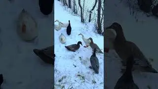 Ducklife