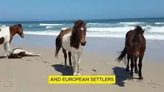 The origins of the name Assateague Island and history of the native tribe - Beautiful Islands