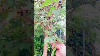 Keep calm and berry on                             #berries #province #provinciallife