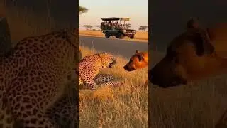 Can the dog fight back against the leopard&rsquo;s fierce attack #wildlife #dogvsleopard #nature