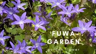 寒冷地でも冬越しできる草花 Flowers that can be used in winter even in cold regions｜｜｜FUWA Garden｜｜｜