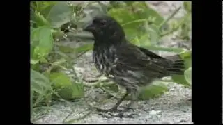 Evolution in the Galapagos