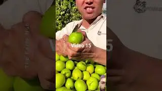 #fruit #chinesefruits #facts #foryou