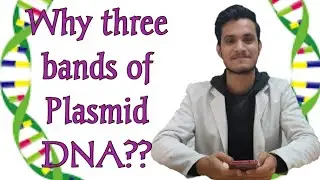 Interpretation | Plasmid DNA | Three Bands #biotechnology #technique #viral #youtube #gyan #science