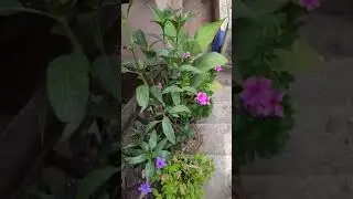 My garden short view...💐🌺🌸🌷🍀☘️🌿#shorts #beautiful #view ❤️