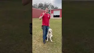 Here&rsquo;s why your dog ignores you and how to FIX it in 5 seconds
