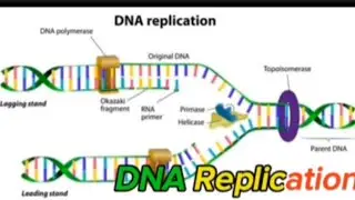 🔴Grade 11 bio unit 4 DNA replication
