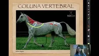 AM CONVIDA - GABRIELA GUENKA - BIOMECÂNICA DO PASSO DO CAVALO
