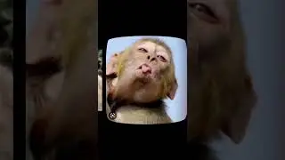 Monkey ki photo #shortvideo #youtubeshort #shorts