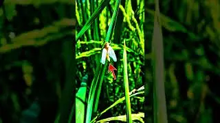 Insect - 4 | planthopper
