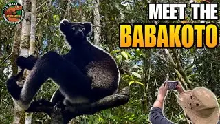 GIANT SPIDER IN OUR CABIN + SINGING LEMURS AND LEAF-TAILED GECKOS! | MADAGASCAR EXPEDITION EPISODE 8