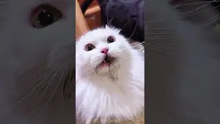 Part 53  #funny #cat#OddlySatisfying