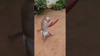 Shally got angry with her mother for no reason  #yaya #monkeys  #shally #cute #funny #babymonkey