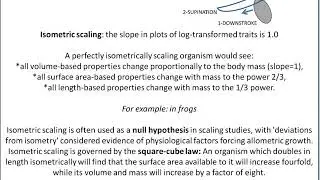 Allometry - Concepts and characteristics