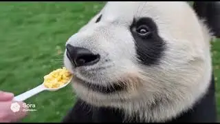 Pete feeds a panda bear scrambled eggs at the Beijing Zoo