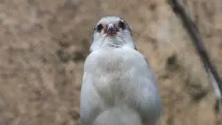 African Pygmy Falcon LA Zoo Los Angeles California USA September 27, 2023 Animals Conservation