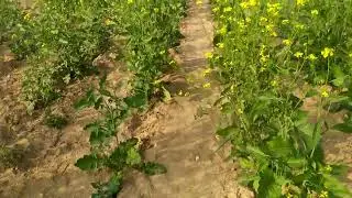 sarson Ke Khet me 4 bande Kya kon hai ye? #sarson #sarsonkekhet