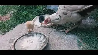Chicks enjoy evening beautiful weather #viralvideo #hasnain Murree H.D