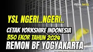CETAK BABY MONSTER KENARI‼️ 350 EKOR YSL LAHIR DI MARKAS REMON BF YOGYAKARTA