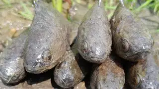 Underground Catching in Dry Season 2023! Really Amazing Hand Fishing Video