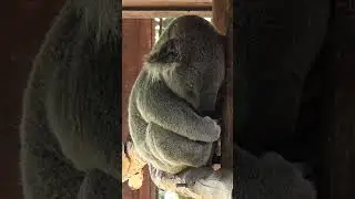 Sleeping Koala Bear #shorts #travel #koala #bear #zoo