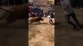 Toros Almazora Castell&oacute;n Espa&ntilde;a Fiestas Nuestra Se&ntilde;ora Del Rosario🇪🇸🐂📿🏵️ #toros #espa&ntilde;a #fuenteymbro