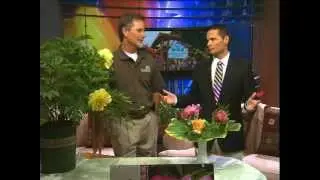 Have You Ever Seen a Yellow Peony?  Learn about this Unusual Variety of a Classic Garden Favorite.