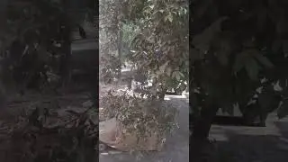 cute birds are chirping