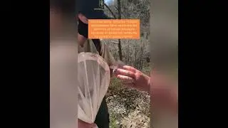 Grizzled Skipper Butterfly Survey Part 1