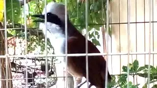 White crested laughingthrush sound