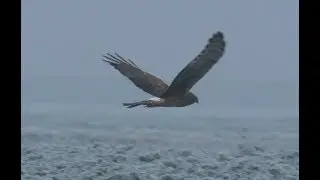 901. Mot&aacute;k pilich, Hen Harrier, Kornweihe, Busard Saint-Martin, Полевой лунь, Błotniak zbożowy