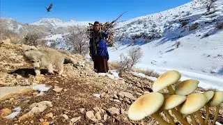 Taban and Poppy's delightful journey 🐶: Gathering firewood 🪵 and wild mushrooms in the mountains 🍄🏔️