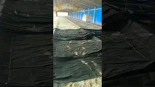 Chicks Aane Se Pahle Polythene Room Kaise Banaye | Poultry Farm Winter Preparation