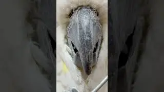 #koalapark