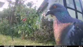 A #COP ( #crow on #patrol) breaks up Big Jim's morning #pigeon #party#pigeons  #birds