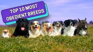 Top 10 Most Obedient Dog Breeds