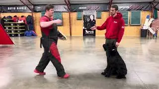 Giant Schnauzer 2 Yr Limitless 