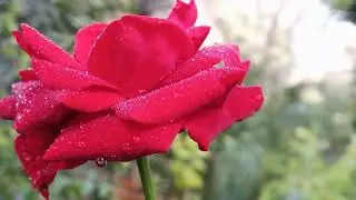 Morning Dew on Fresh Rose Flower | Macro Nature Beauty | Peaceful Garden Vibes