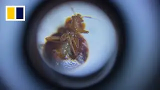 South Korea’s battle of brains versus bed bugs