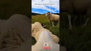 Wolf Attacks Sheep&hellip; Big Sheep Steps In! 🐺🐑🐑 #shorts