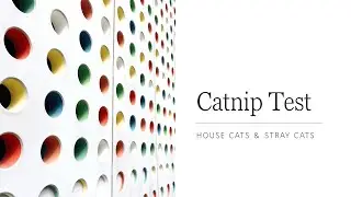 CATNIP EXPERIMENT