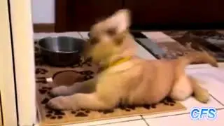 Puppies Vs Door Stoppers   Funny Videos