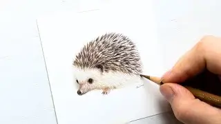 3 hours of drawing a hedghehog | colored pencil timelapse