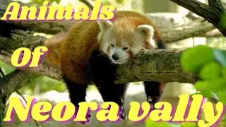 Animals of Neora Valley National Park  Part 1