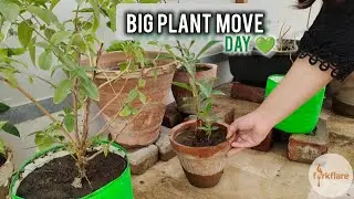 Big Plant Move Day 🌿 | Reorganizing My Winter Garden Pots