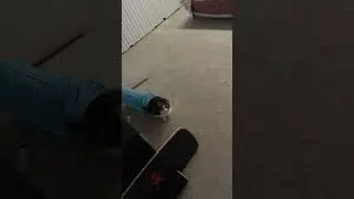 Checking the cat's survival instinct at home or jumping tabby