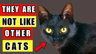 10 Surprising Facts About Black Cats! 🐾 Why These Felines Are Truly Magical