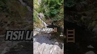 These Waterfalls Are a Death Trap &mdash; But the Salmon Keep Coming